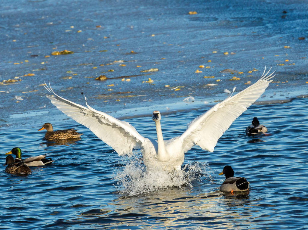 Swan & ducks - Jake Ryan Landscaping shoreline restoration .